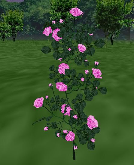 ARC Bright Fuchsia Roses