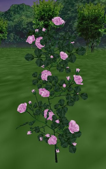 ARC, Soft Fuchsia Roses