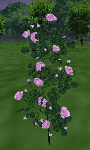 ARC Soft Pink Roses