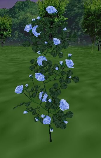 ARC Violet Blue Roses