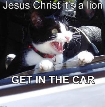 lolcatsdotcomp6qhtstf8ewm1rs7.jpg LION! image by MasterEVIL2