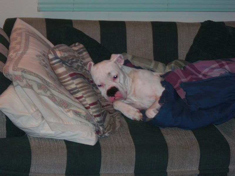 043.jpg Tired little puppy image by cbillnkimc