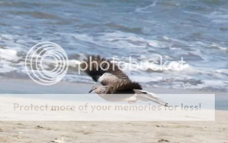 Burung Perkutut Bali Story By Agustus Nugroho Asnugroho