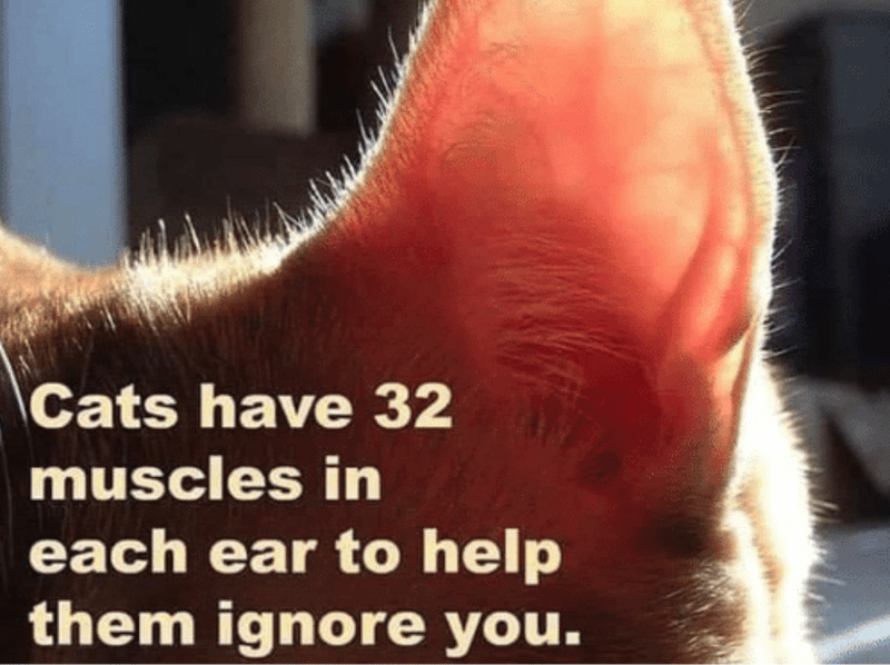  photo 32-ear-muscels.png