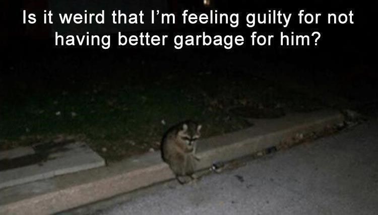  photo animal-is-weird-feeling-guilty-not-having-better-garbage-him.jpg