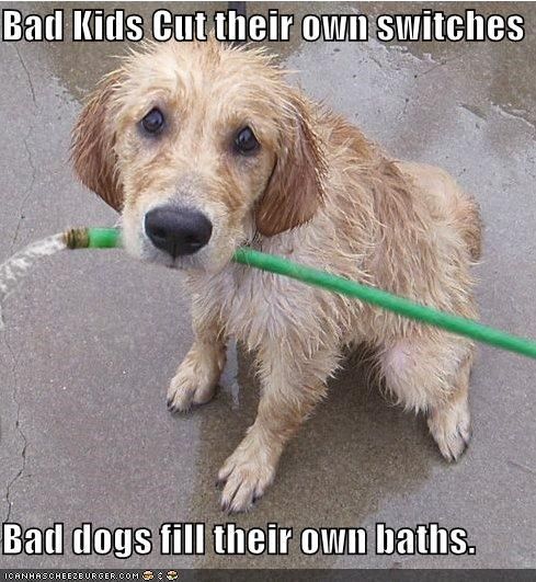  photo bad dogs.jpg