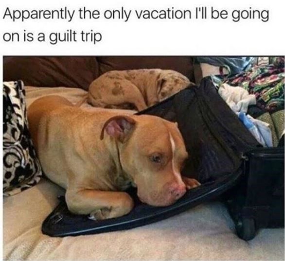  photo dog-apparently-the-only-vacation-ll-be-going-on-is-a-guilt-trip.jpg