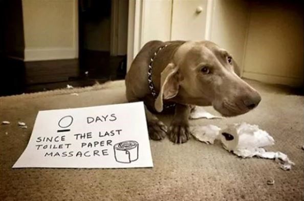  photo dog-days-since-the-last-toilet-paper-massacre.jpg