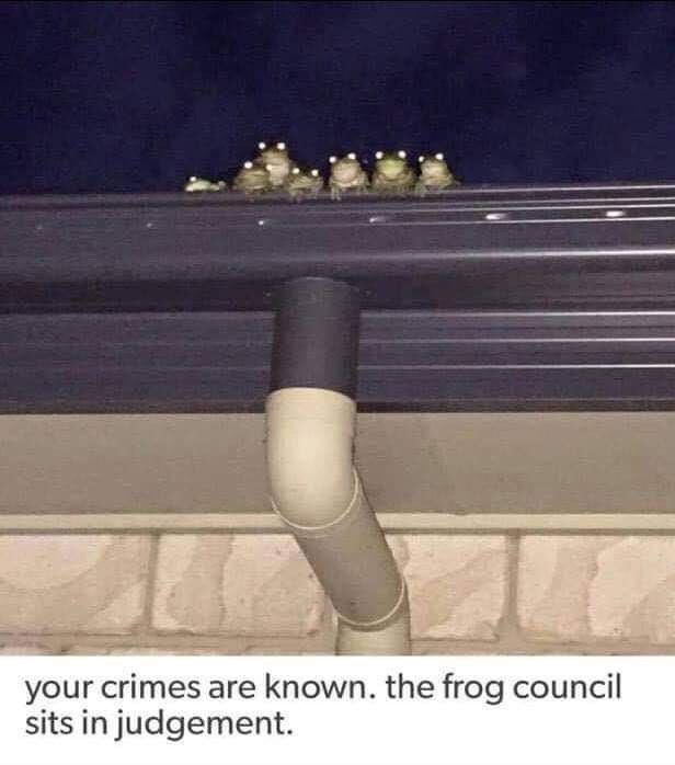  photo frog council.jpg