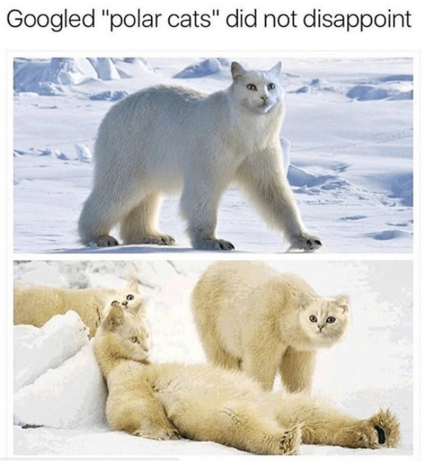  photo polar-cats.png