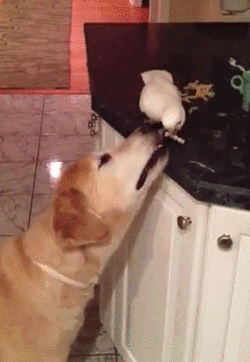  photo why dog chases cat.gif