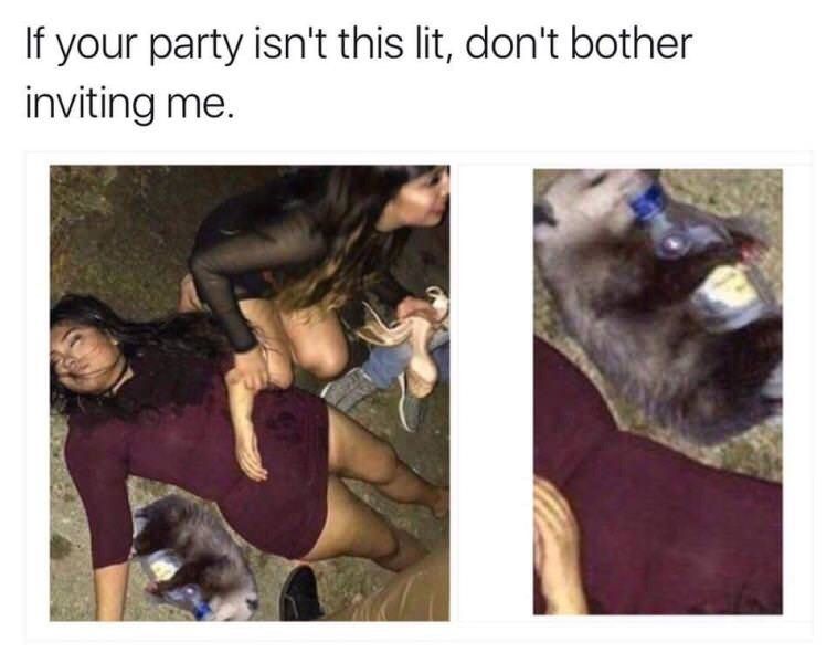  photo animal-if-party-isnt-this-lit-dont-bother-inviting.jpg