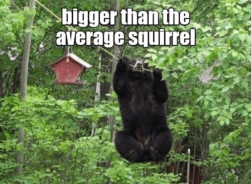  photo bigger-than-the-average-squirrel.jpg