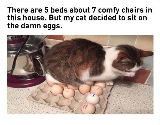  photo cat-sitting-on-eggs.jpg