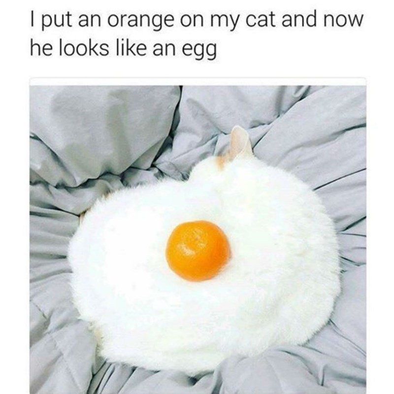  photo egg-cat.jpg