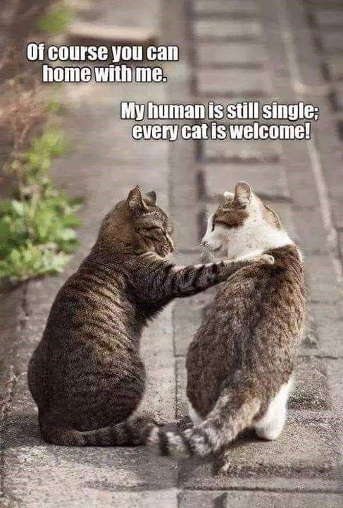 photo human-is-still-single-gvery-catis-welcome 2.jpg
