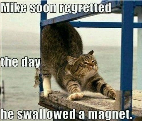  photo magnet-cat.jpg