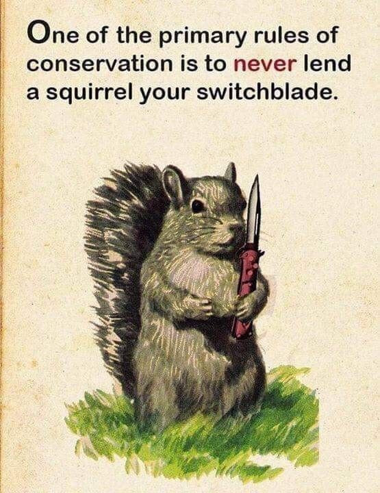 photo never-lend-squirrel-switchblade.jpg