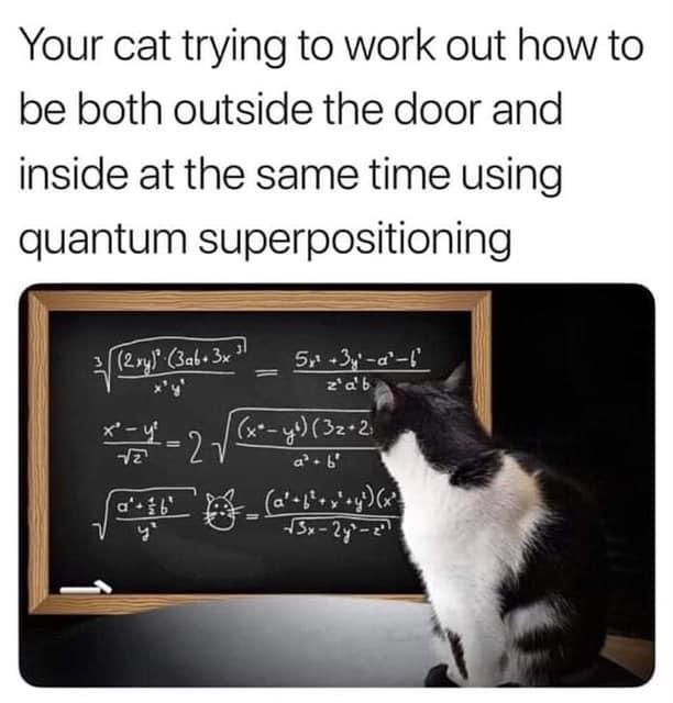  photo quantum cat.jpg
