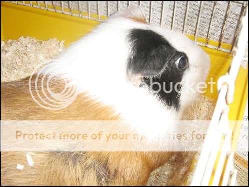 Guinea pig Miki