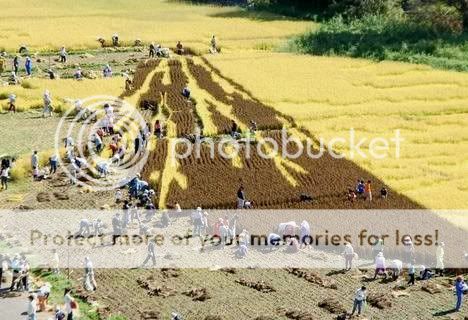 rice_art_harvest_2.jpg