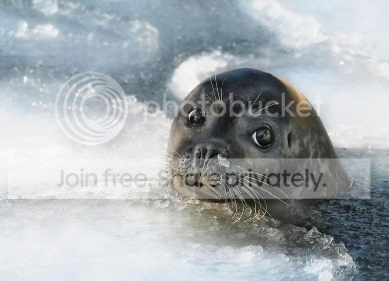 2doyouhaveafish.jpg