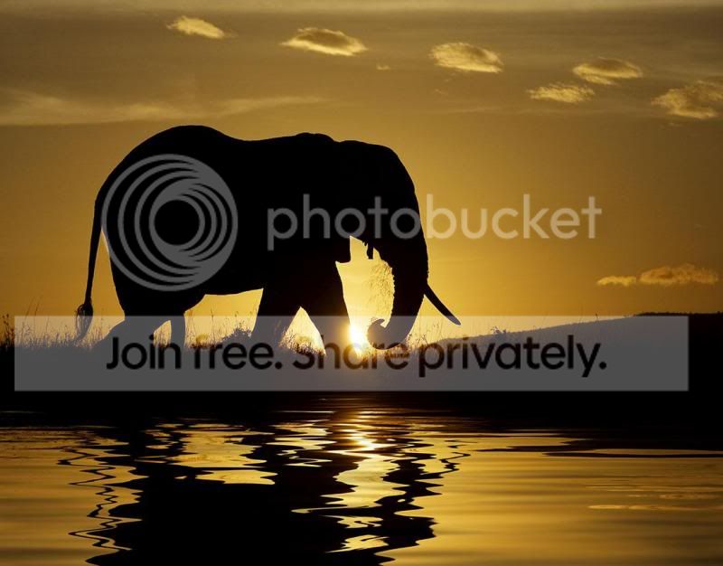 3africa.jpg