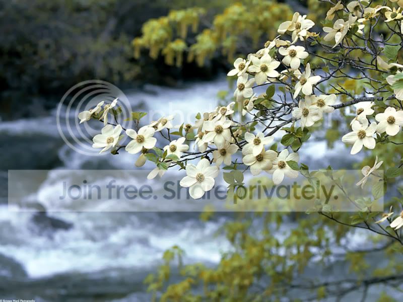 dogwood_tree_blooms.jpg