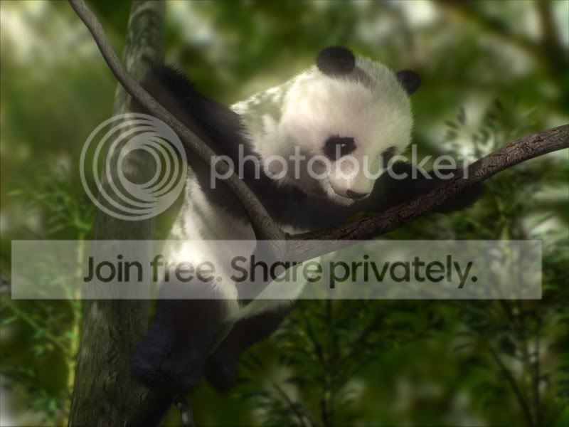pilot_panda.jpg