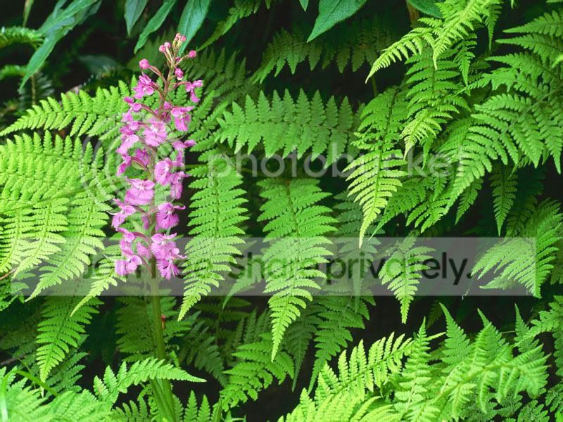 purple_fringed_orchid_grea.jpg